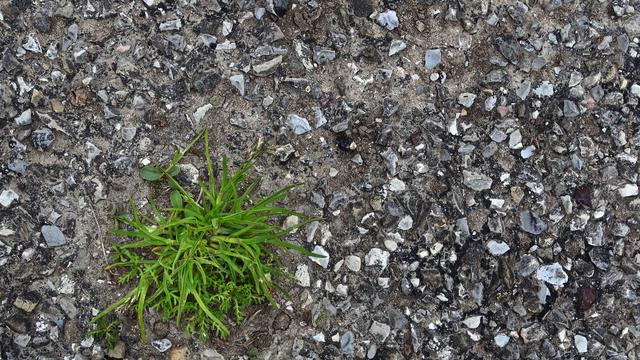 Abpflastern 2026: Hessische Städte starten Entsiegelungskampagne