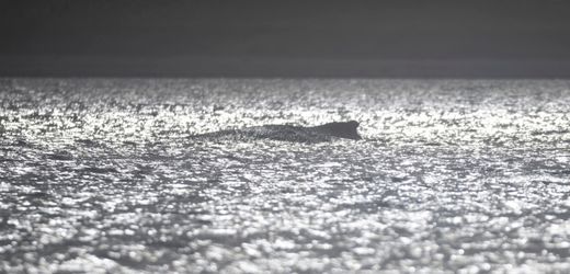 Buckelwal Ostsee: Zustand verschlechtert sich dramatisch