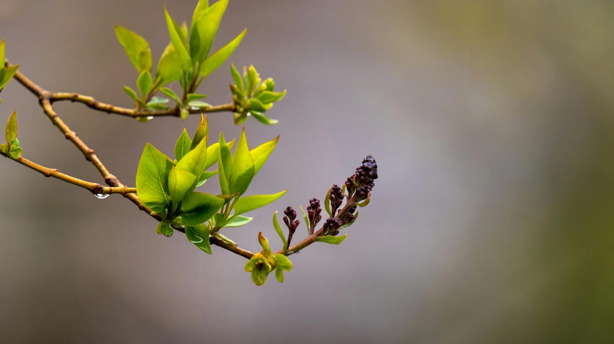 Україну 1 квітня накриють дощі при температурі до +16°C
