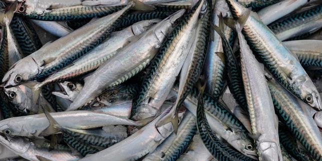 UE augmente quotas maquereaux malgré alertes scientifiques