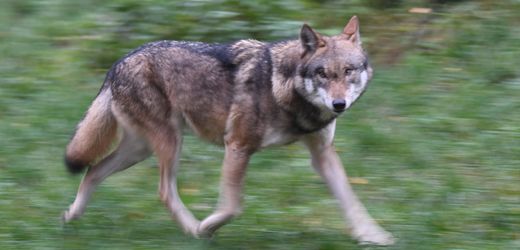 Wolf beißt Frau in Hamburg Altona und wird aus Alster gefangen