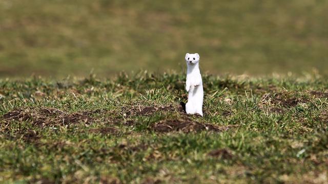 Hessen lockert Jagdrecht ab 1. April - Naturschützer klagen