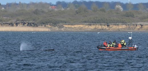 Buckelwal Timmy taucht ab - Rettungsaktion in Ostsee