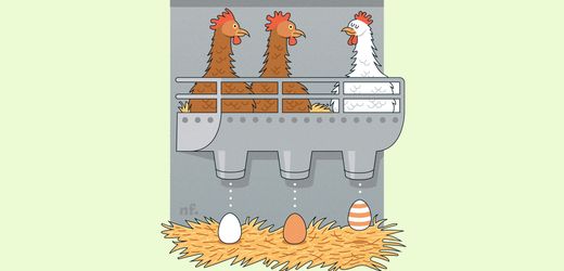 Hühner legen weiße und braune Eier durch Genetik