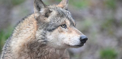 Wolf in Hamburg eingefangen - Wildparkchef fordert Freilassung