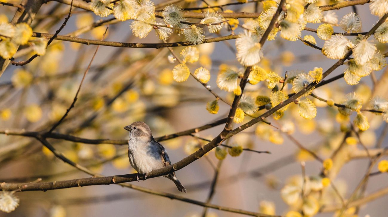 Україна отримає до 19° тепла у неділю 5 квітня