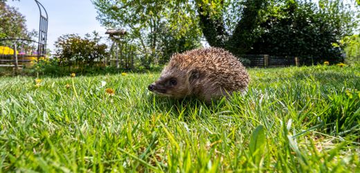 Deutschland fordert Nachtfahrverbot für Mähroboter