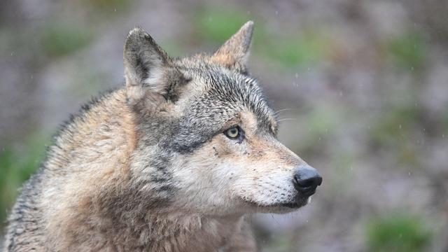 Wolf beißt Frau in Hamburg - Erster Angriff seit 1998