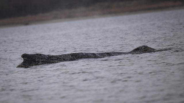 Buckelwal Timmy vor Wismar: Experten geben schlechte Prognose